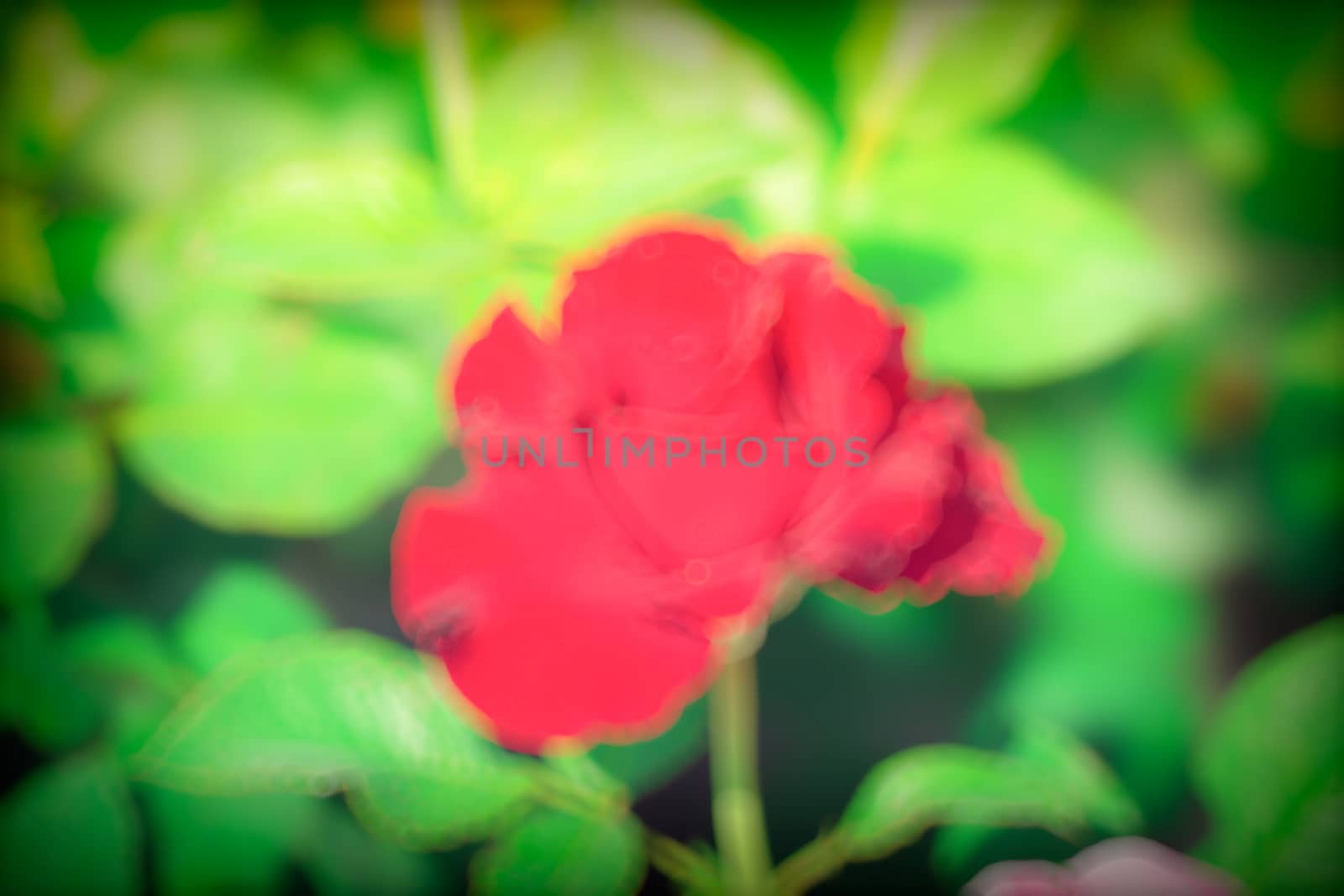 Roses in the garden filtered, Roses are beautiful with a beautiful sunny day.