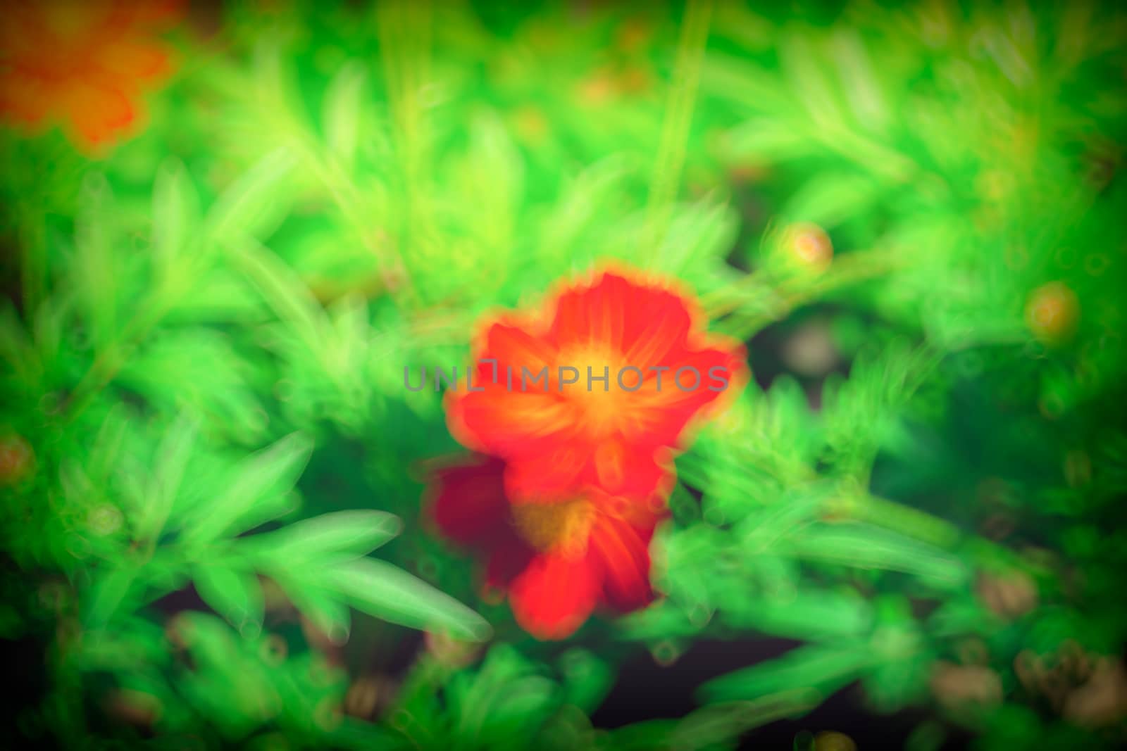 abstract natural blur background, defocused leaves, bokeh by teerawit