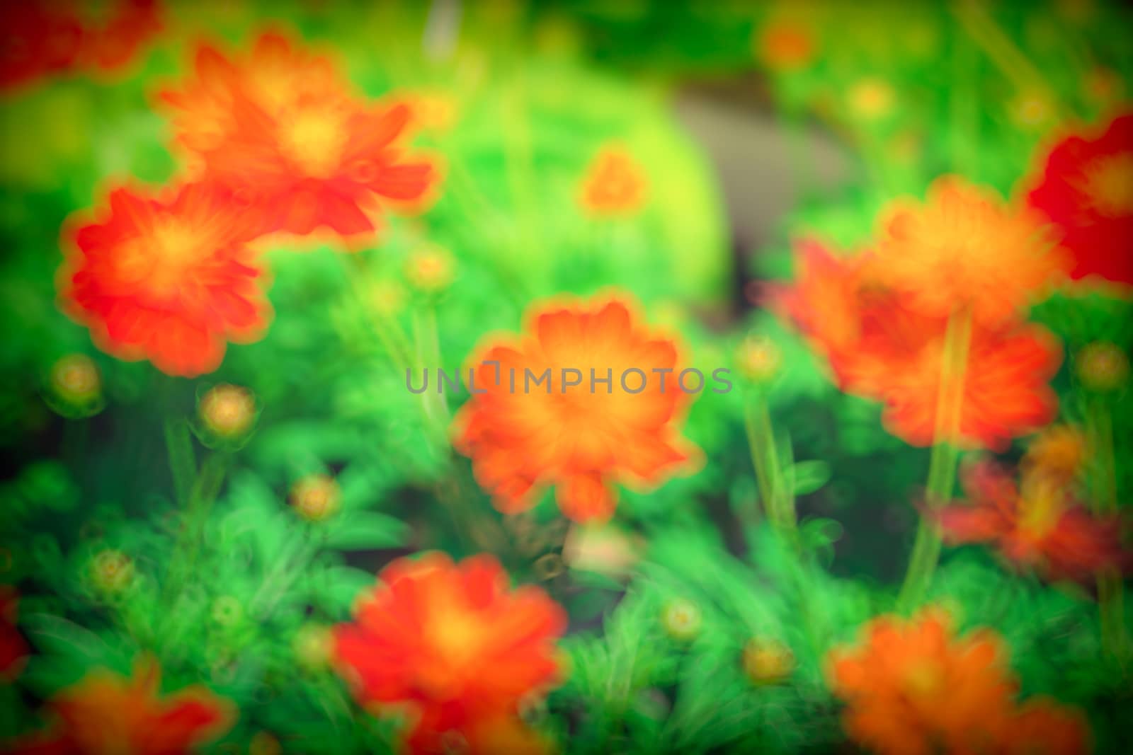 The background image of the colorful flowers, background nature