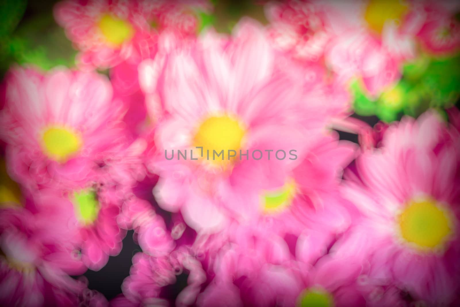 The background image of the colorful flowers, background nature