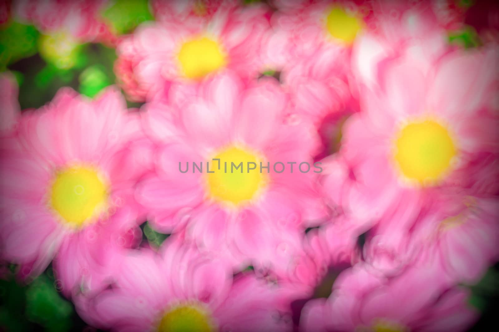 The background image of the colorful flowers, background nature