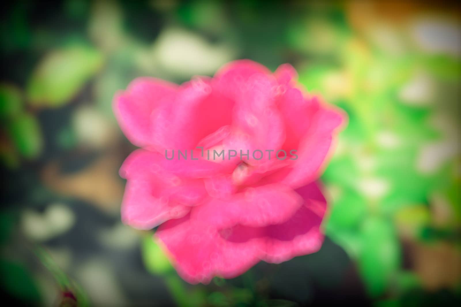 abstract natural blur background, defocused leaves, bokeh by teerawit