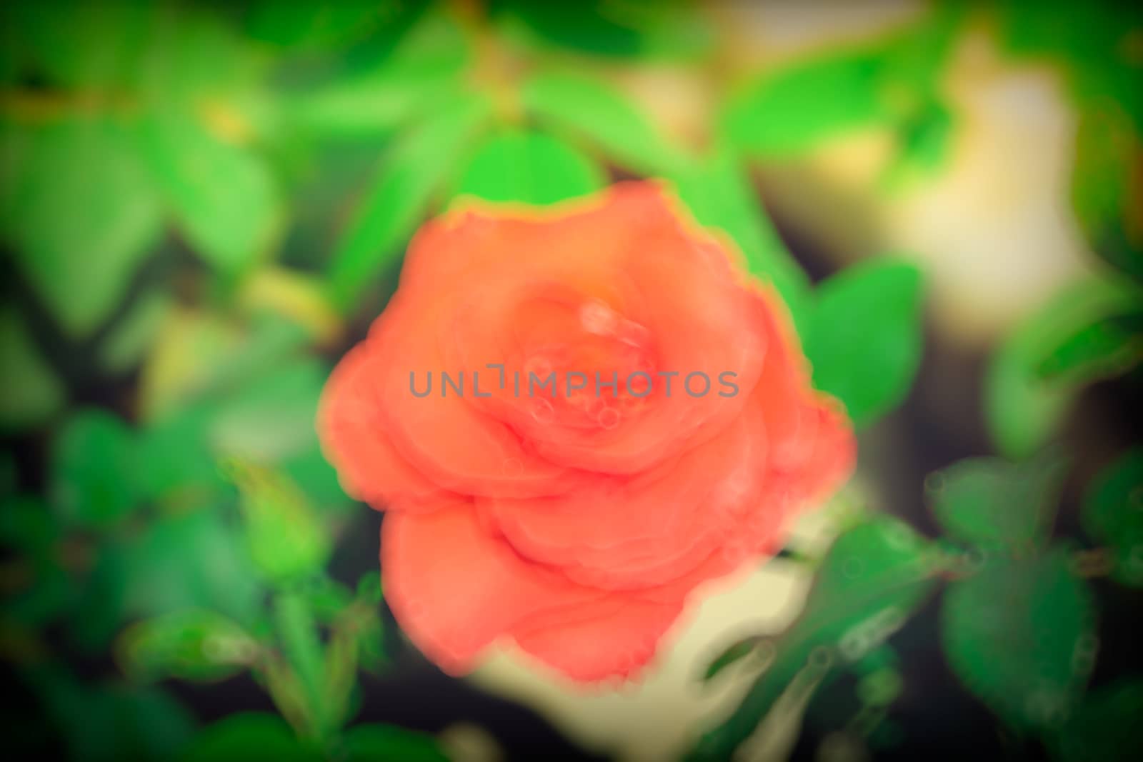 abstract natural blur background, defocused leaves, bokeh by teerawit