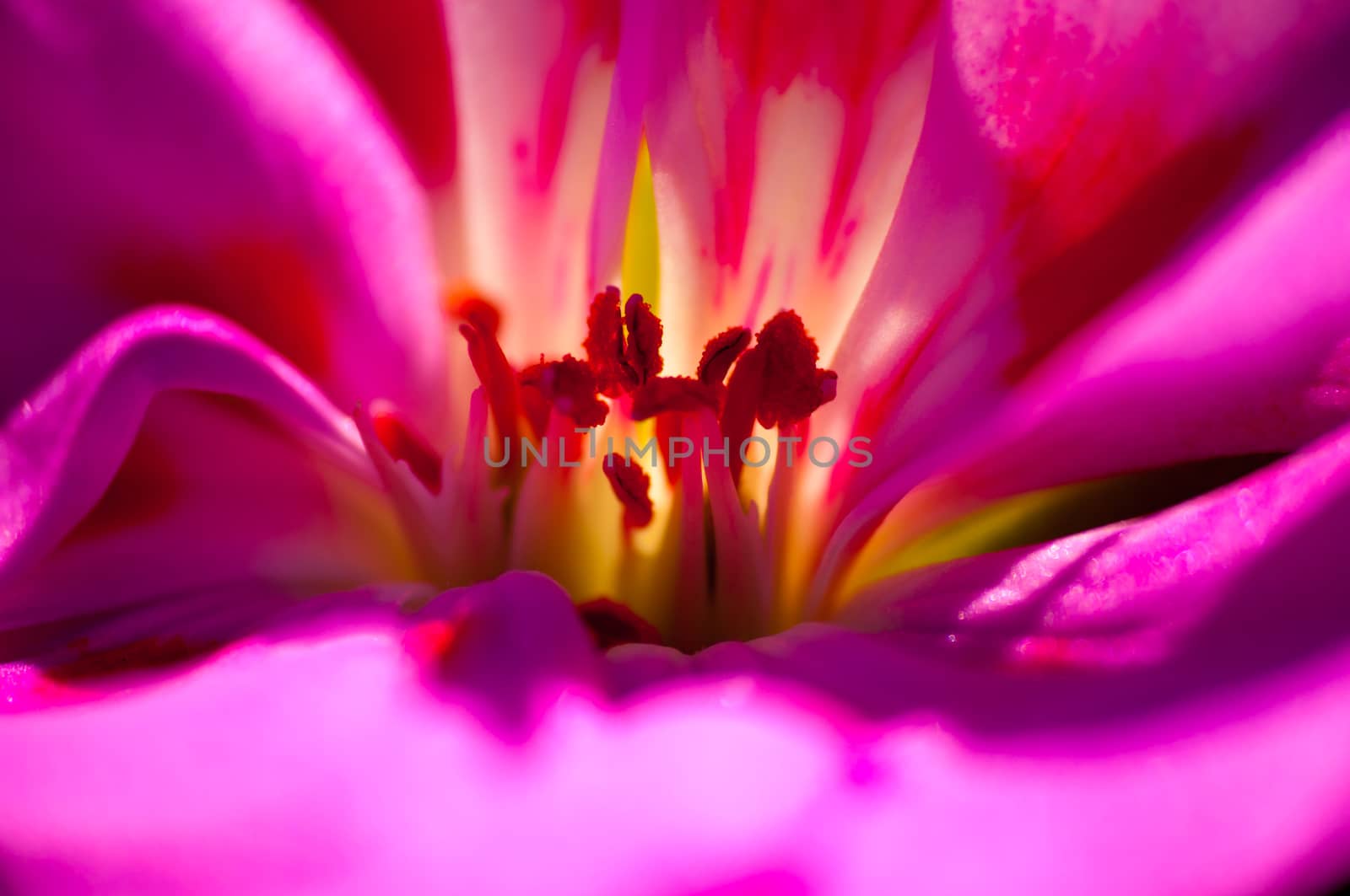 detail of the pistils of a small pink flower