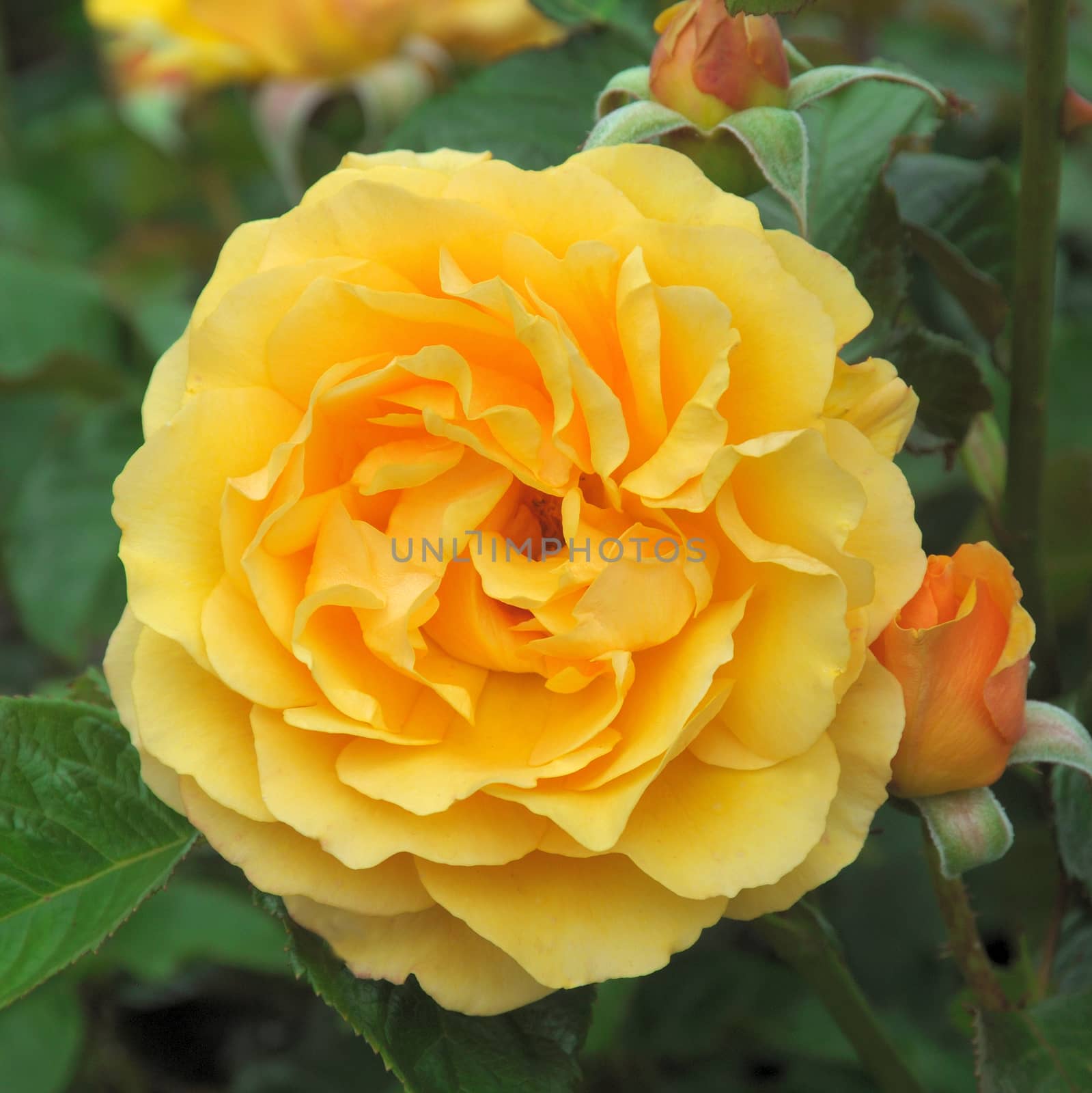 Rosa; Amber Queen by george_stevenson