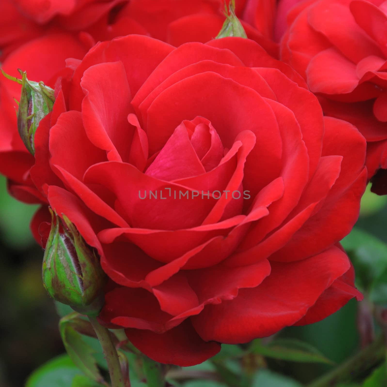 A beautiful red  rose.