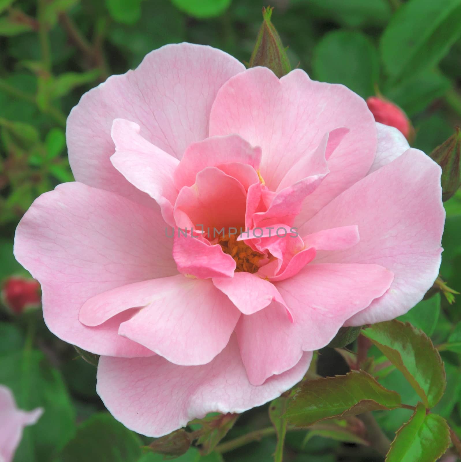 Beautiful pink rambler.