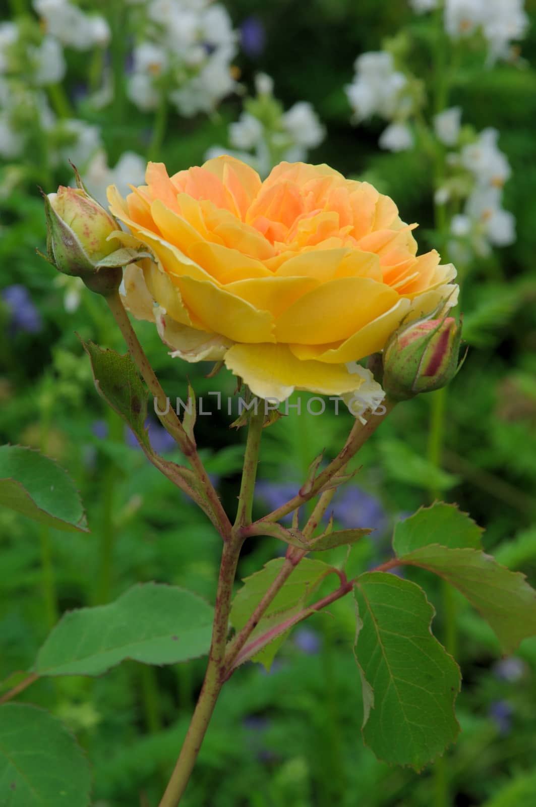 A lovely yellow rose.