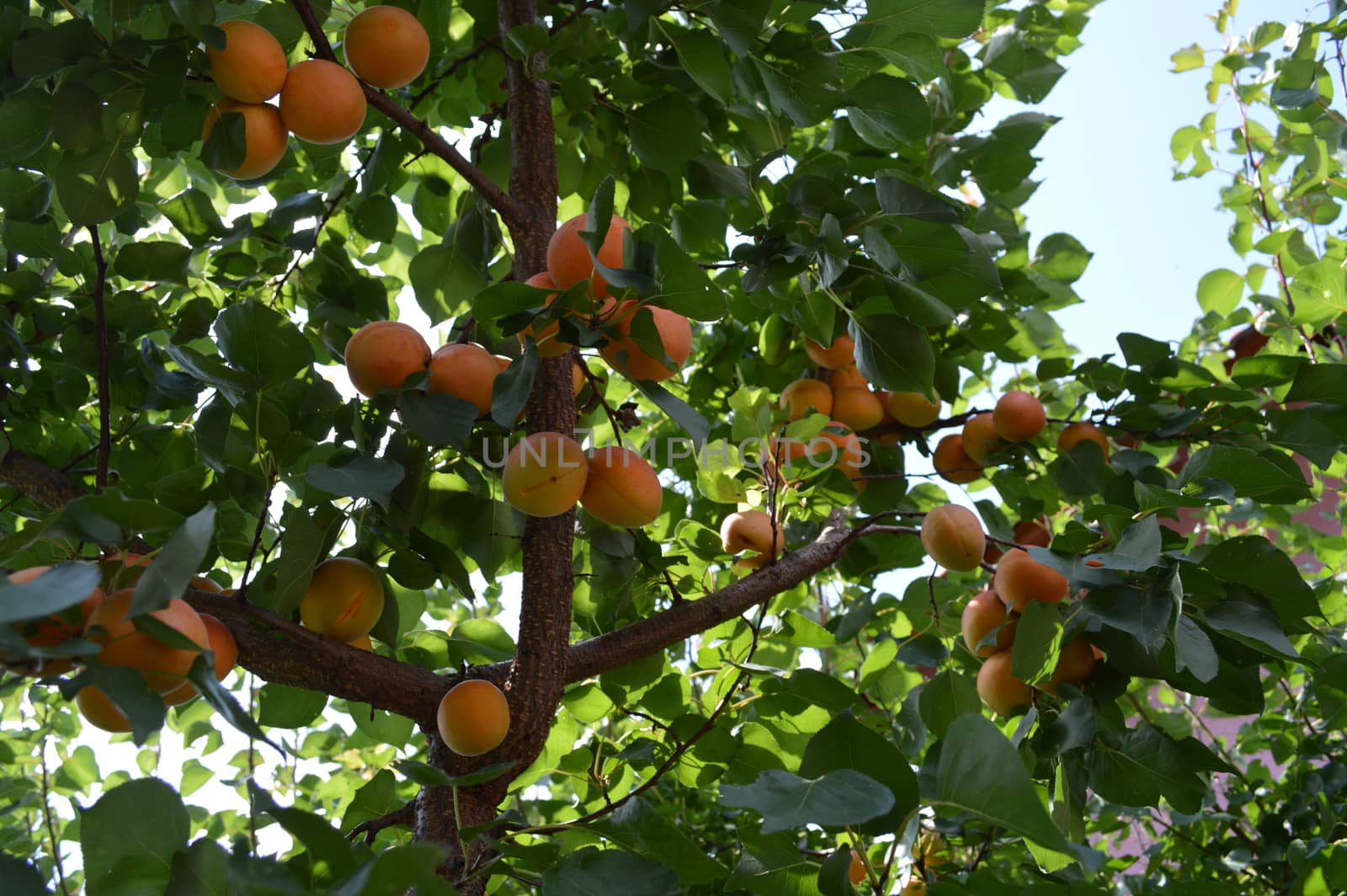 Apricots tree branch with ripe juicy fruits