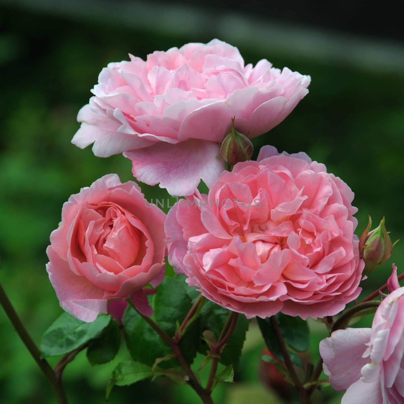 A lovely Pink rose.