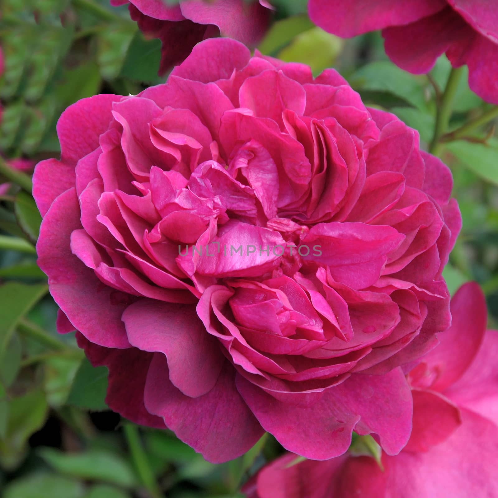 A lovely Pink old fashioned and sweet smelling  rose.