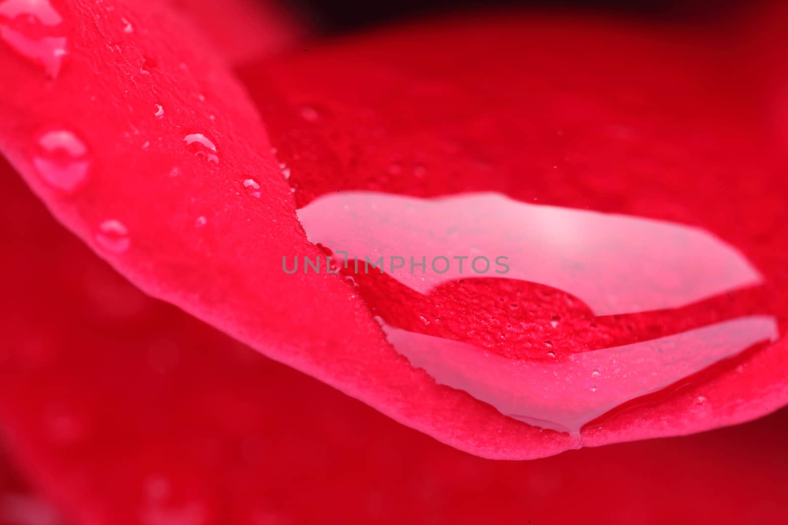 Macro shot of a red rose with water drops