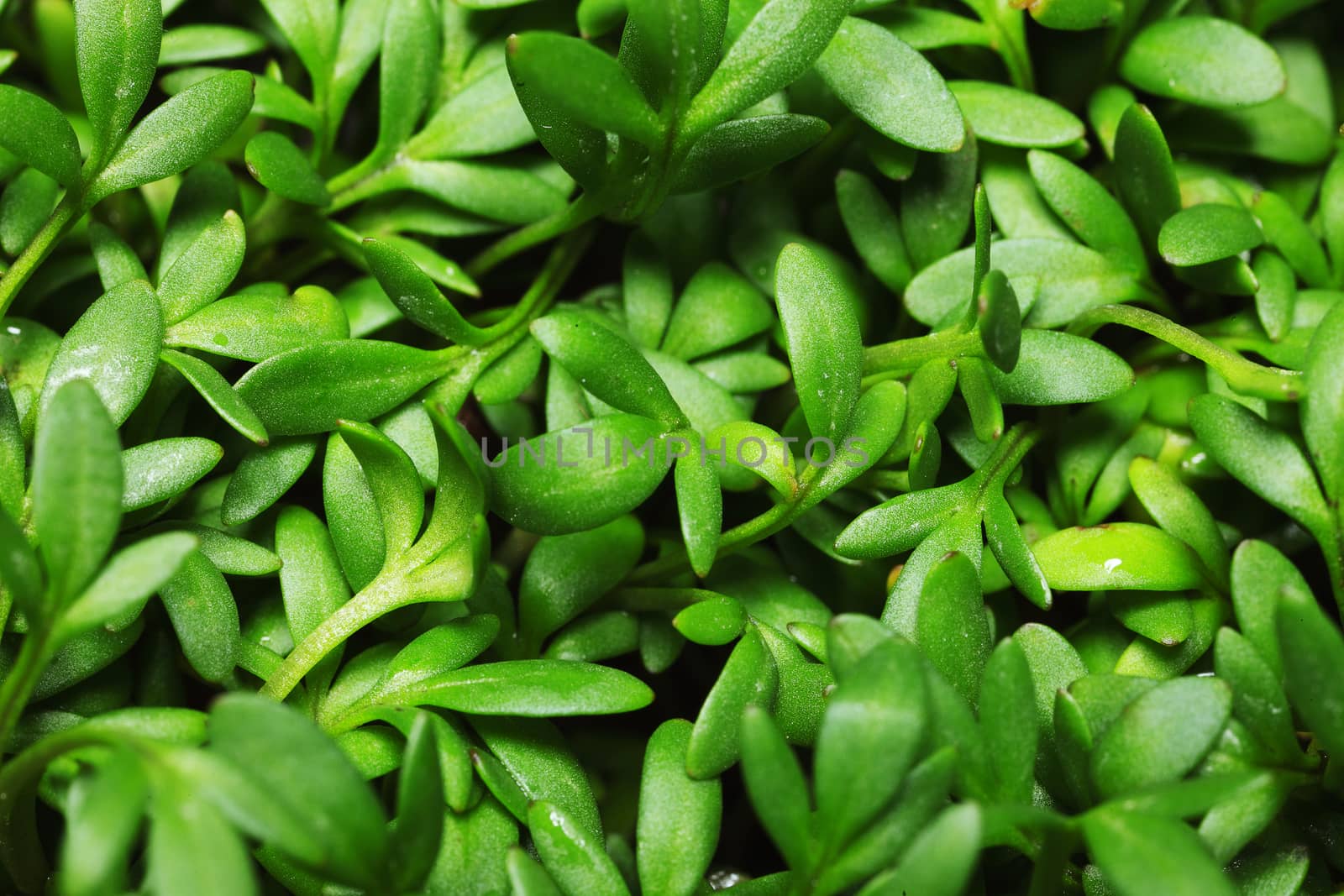 Close-up of a beauty textured green leaf