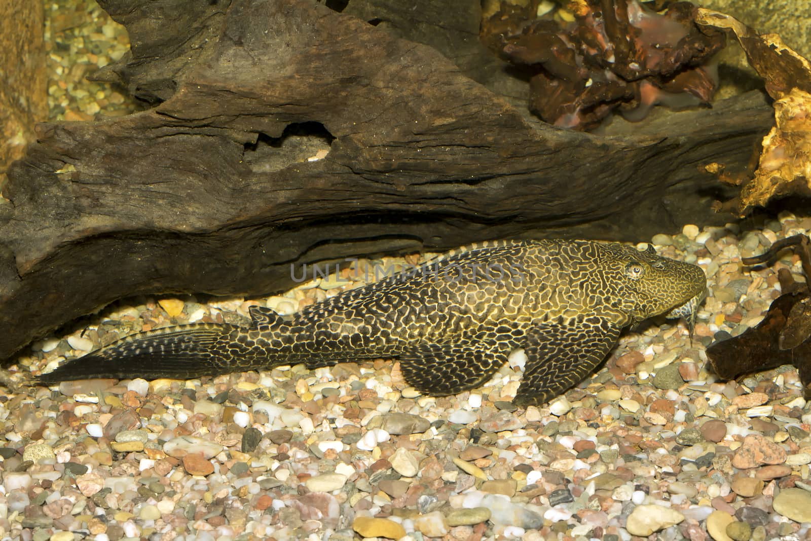 Big suckermouth catfish in th aquarium