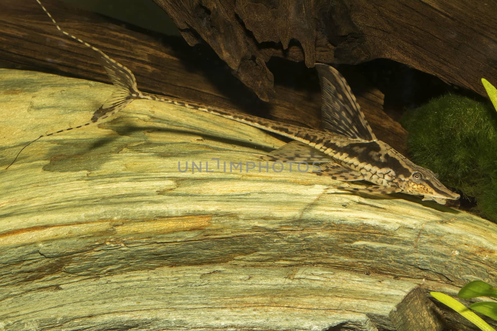 Brown suckermouth catfish in th aquarium