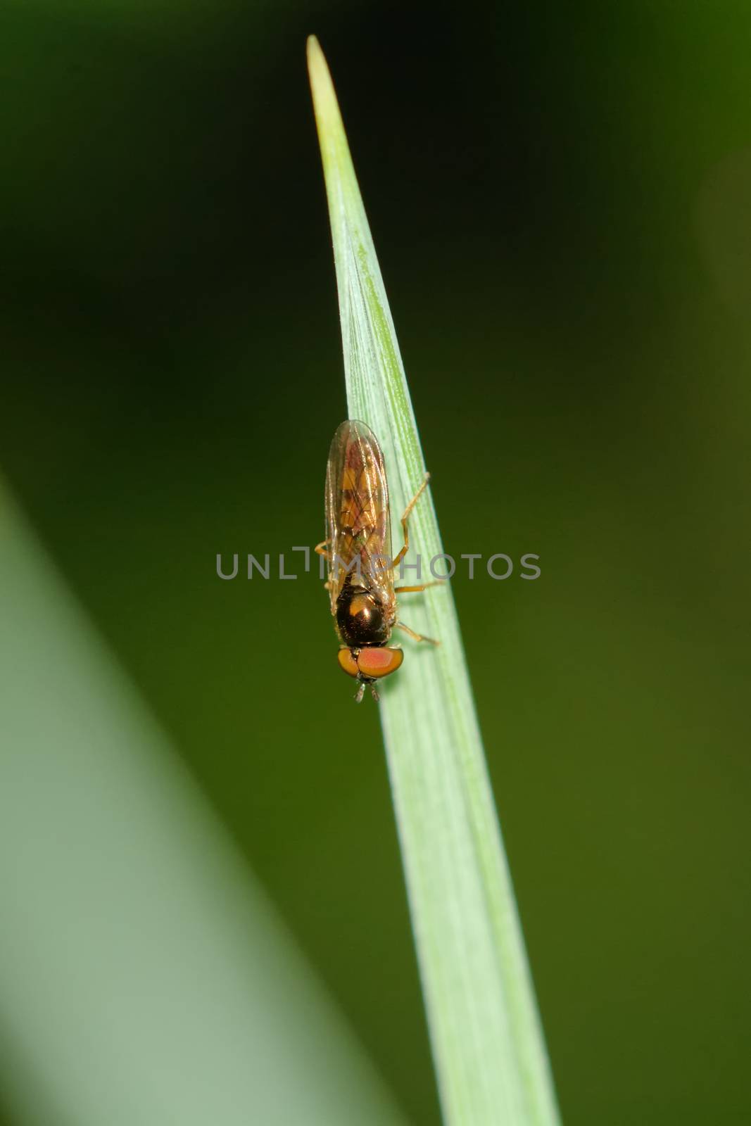 Black fly sitting o a green leaf with blurred background