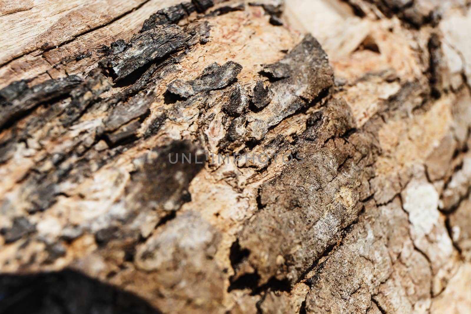 Close-up of a textured tree bark. Color image. 