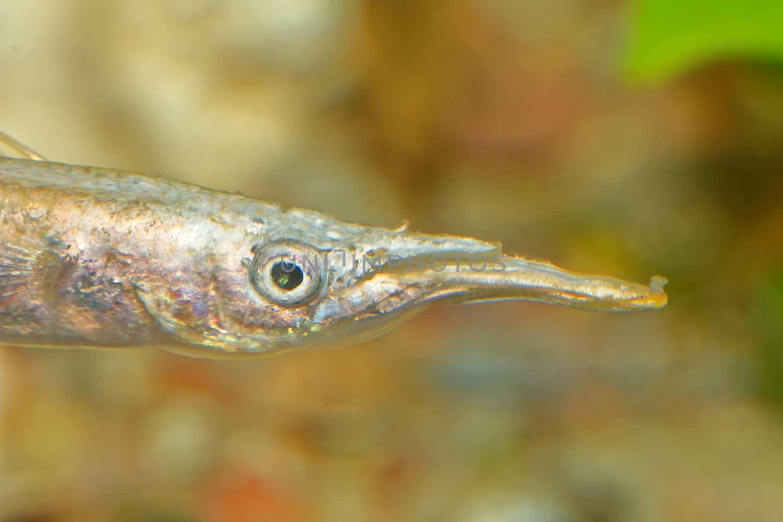 Detail of pike like head of aquarium fish