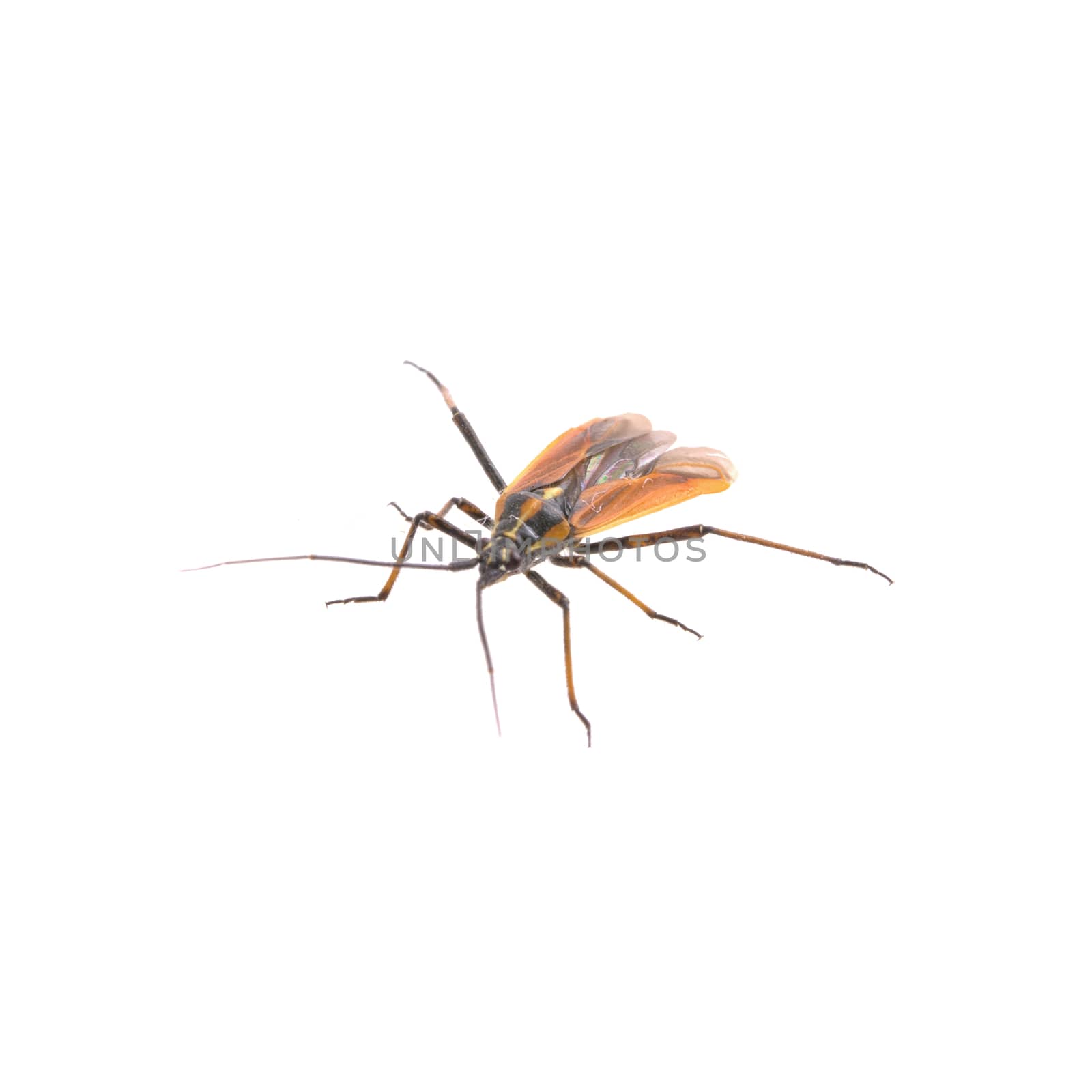 Fly with long foots isolated on a white background