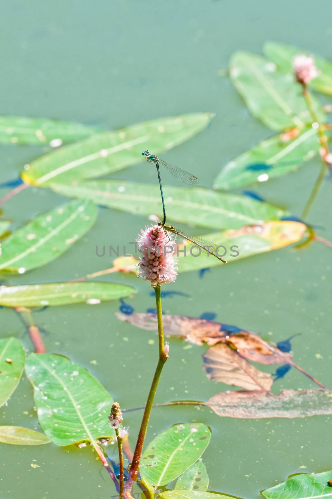 Blue dragonfly sitting on the aquatic plant