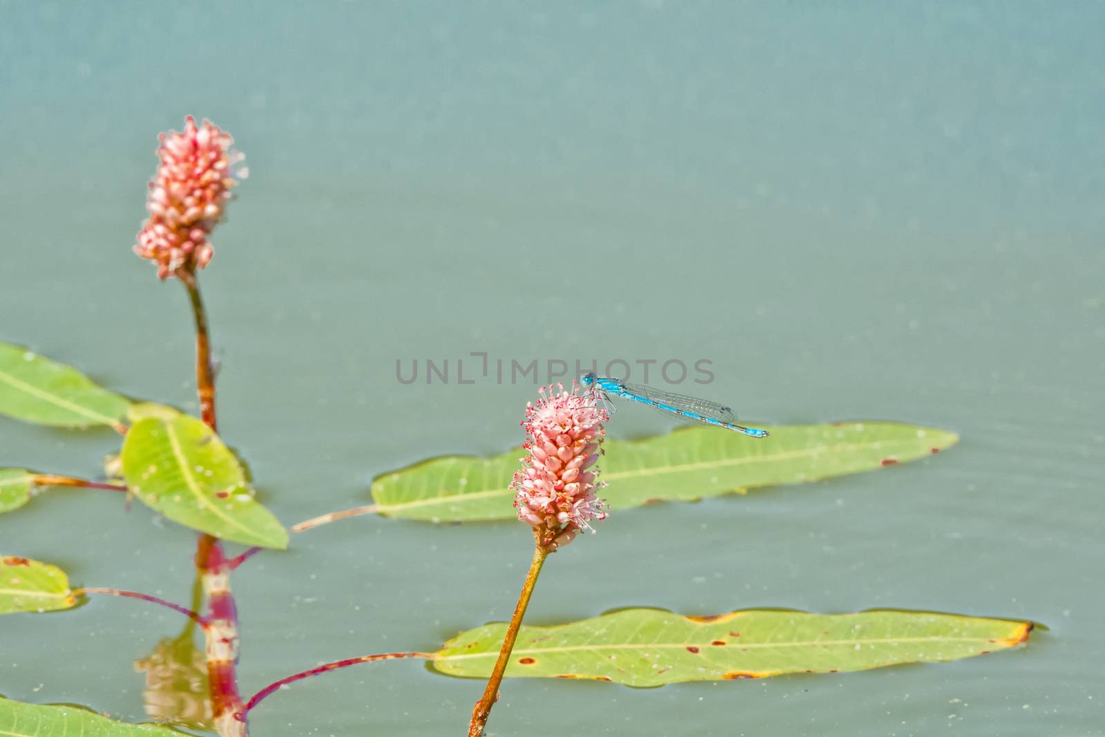 Blue dragonfly sitting on the aquatic plant
