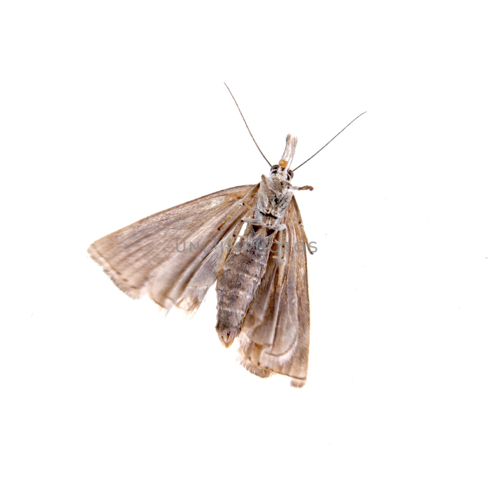 Grey moth isolated on a white background