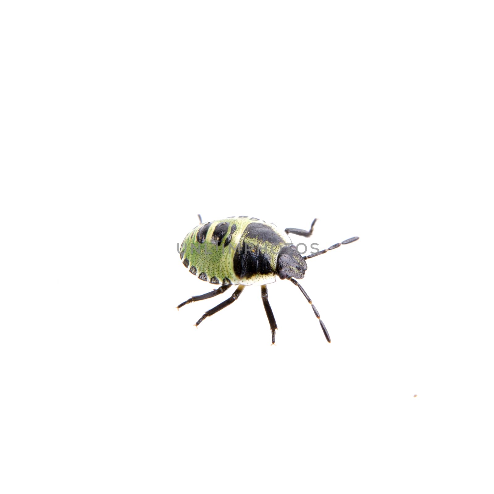 Green black shield bug isolated on a white background