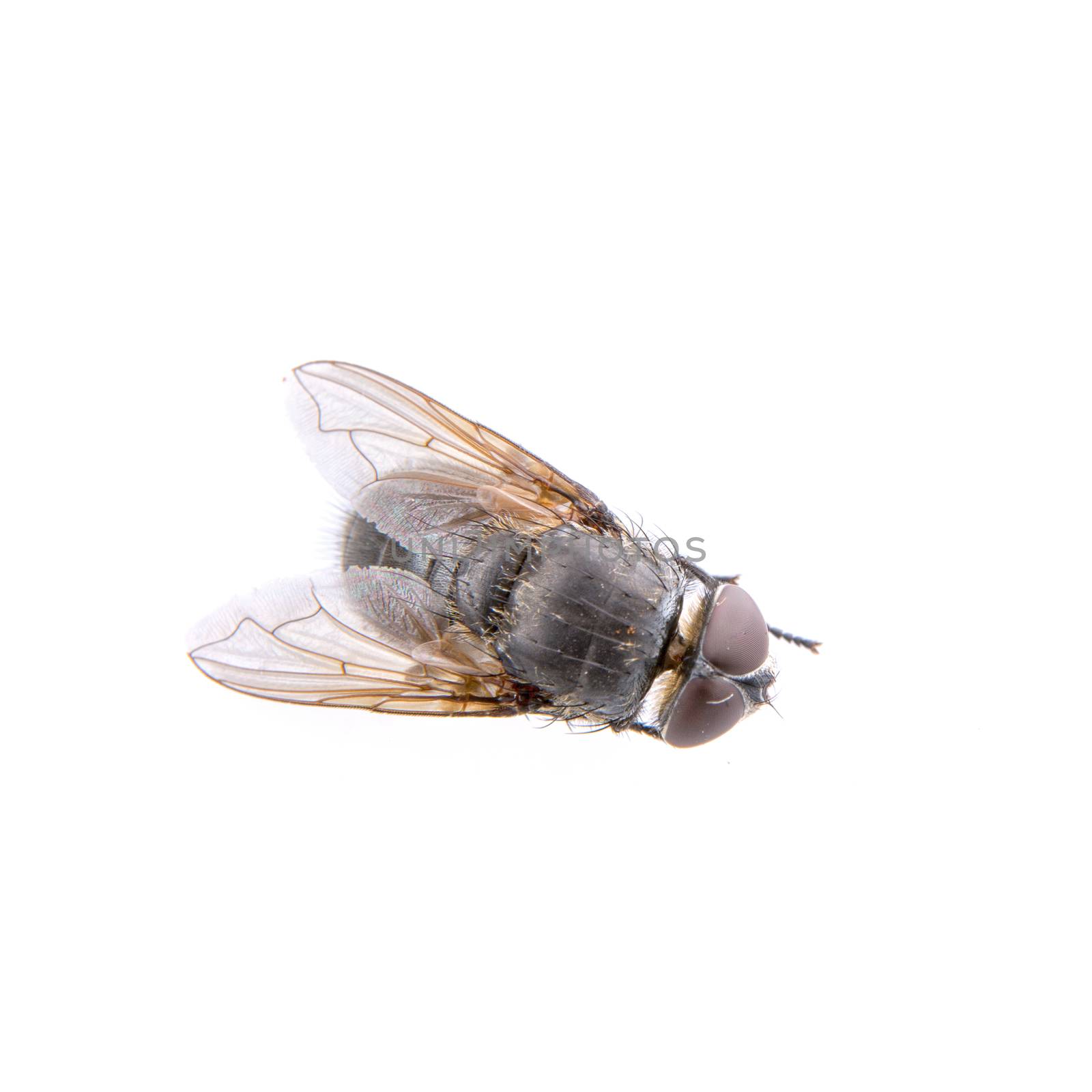 Black fly isolated on a white background
