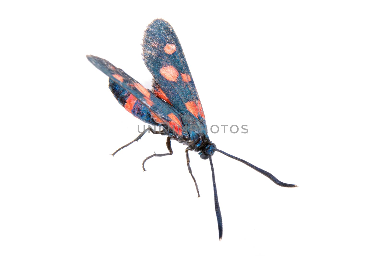 Six-spot burnet isolated on the white background