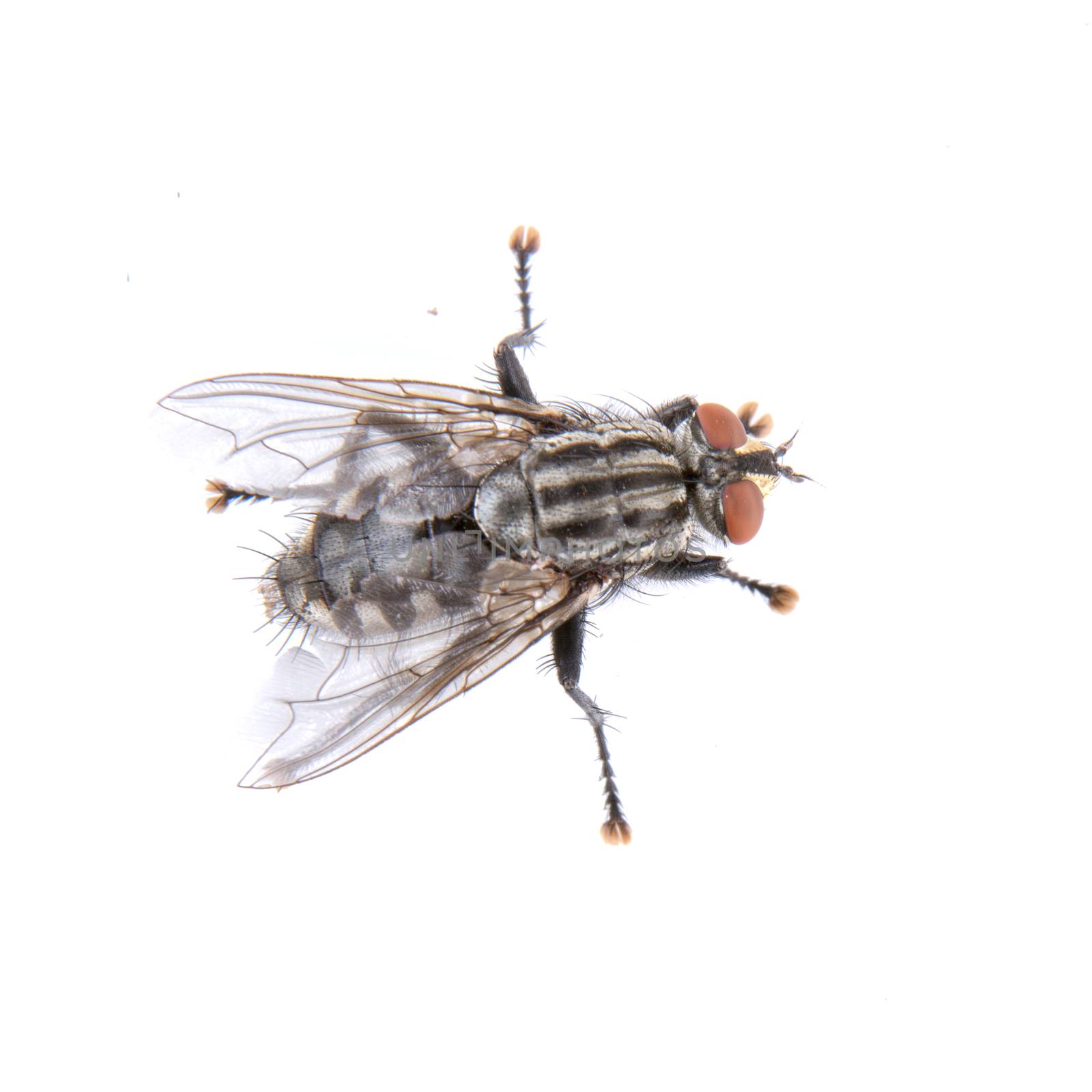 Black fly isolated on a white background
