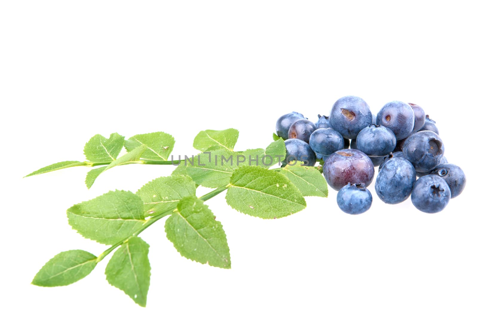 Ripe blueberries and leaves isolated on white background