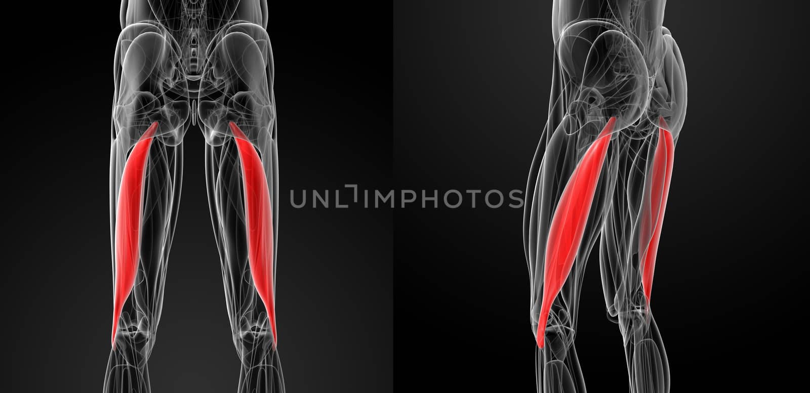 medical  illustration of the biceps femoris