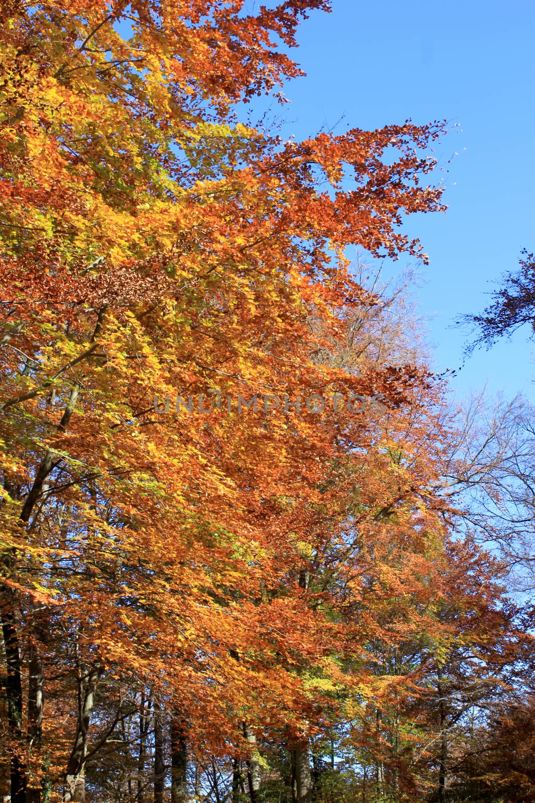 An avenue of beeches with its fall foliage on blue sky background