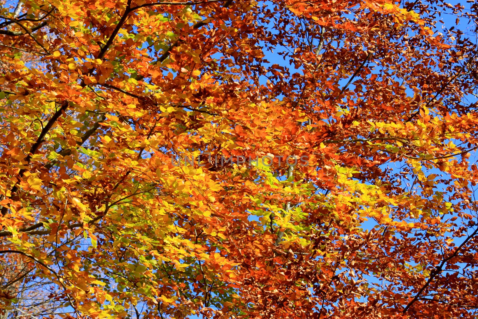 Close-up of the autumn foliage of a beech on a bottom of blue sky