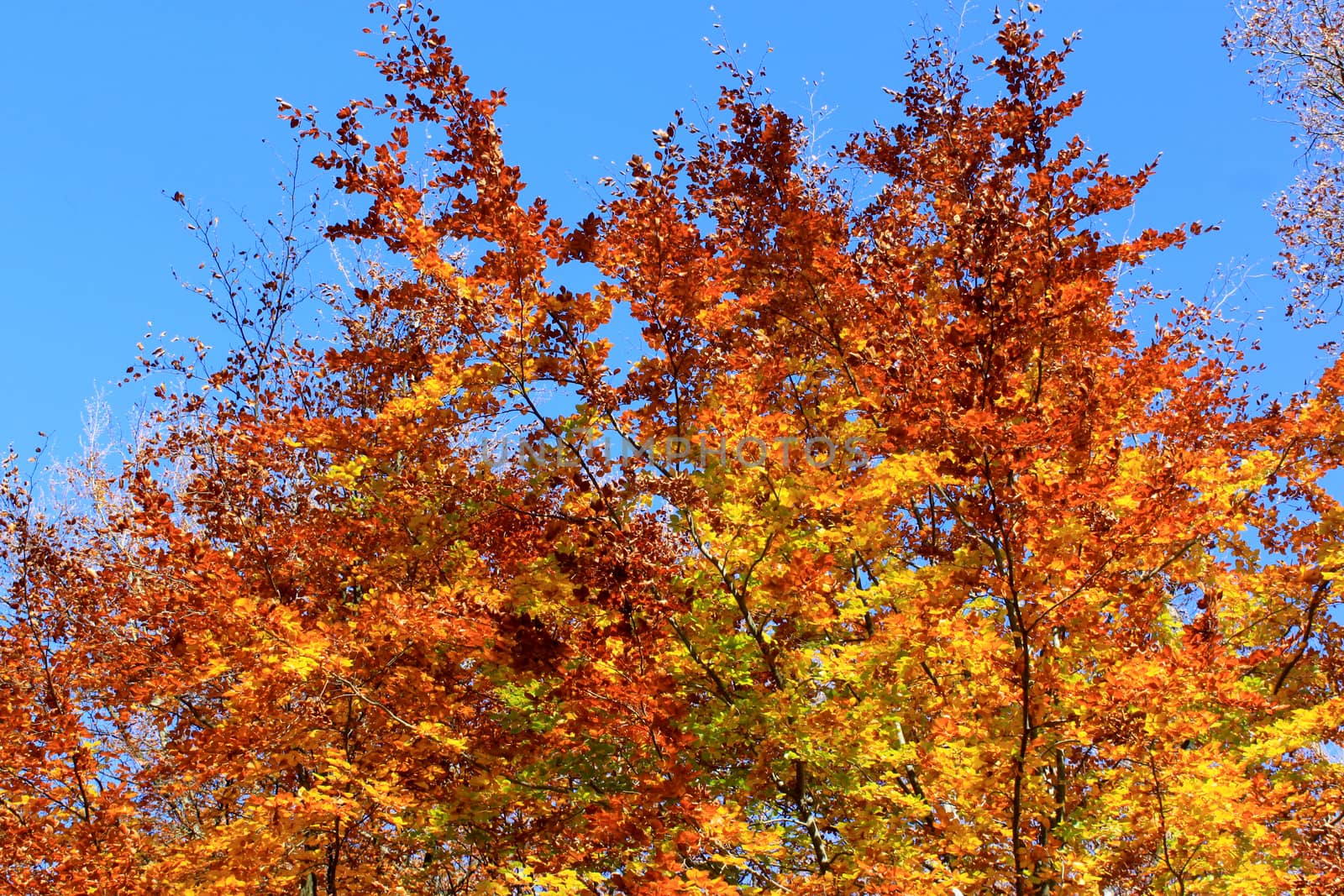 Beech with its autumn foliage on a bottom of blue sky