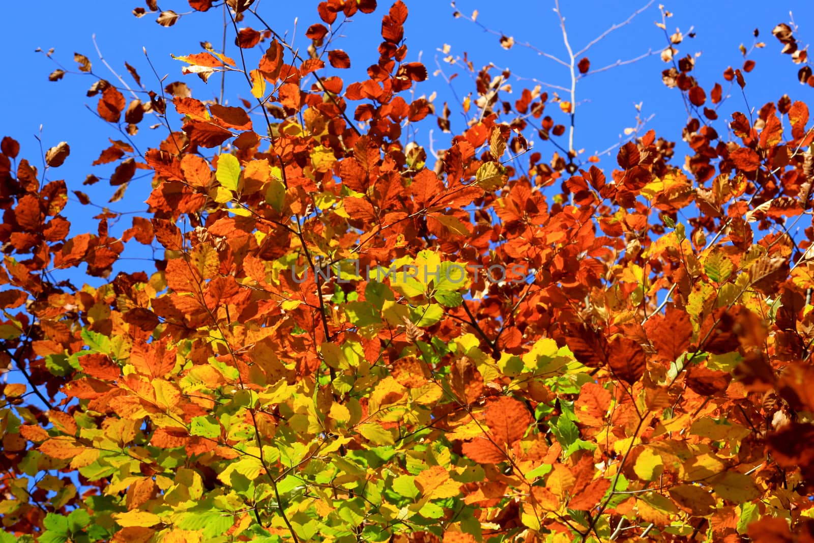 Fall foliage of beech close up on a blue sky background