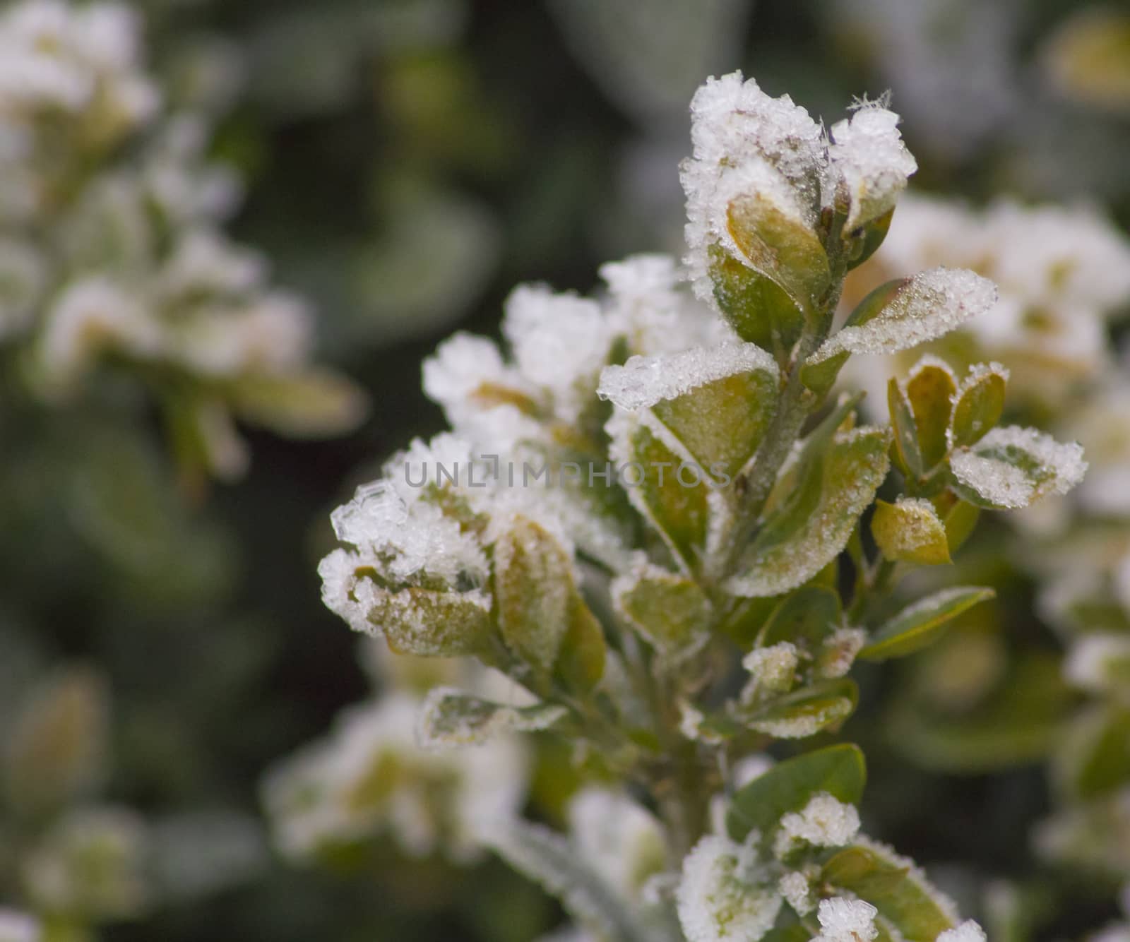 Beautiful plants, covered with ice and snow.