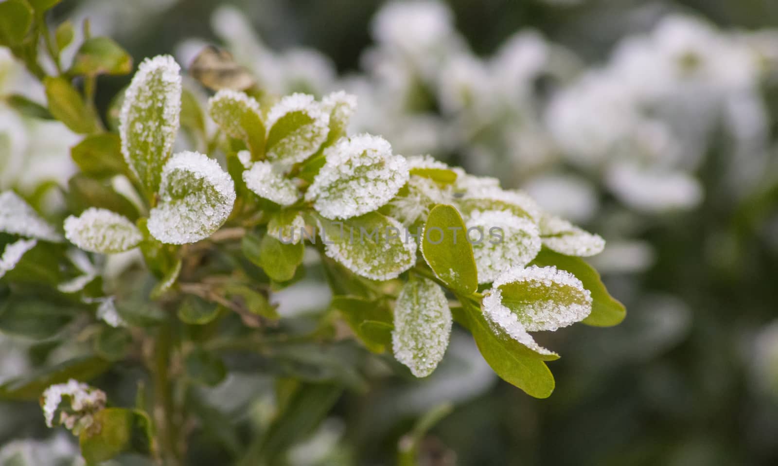 Beautiful plants, covered with ice and snow.