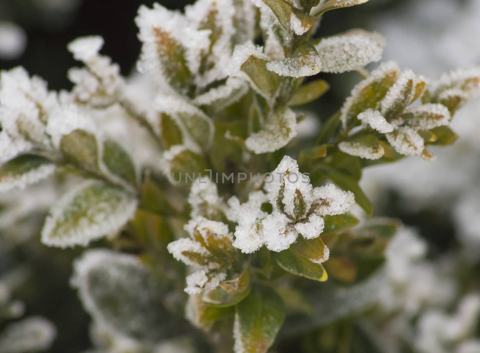 Beautiful plants, covered with ice and snow.