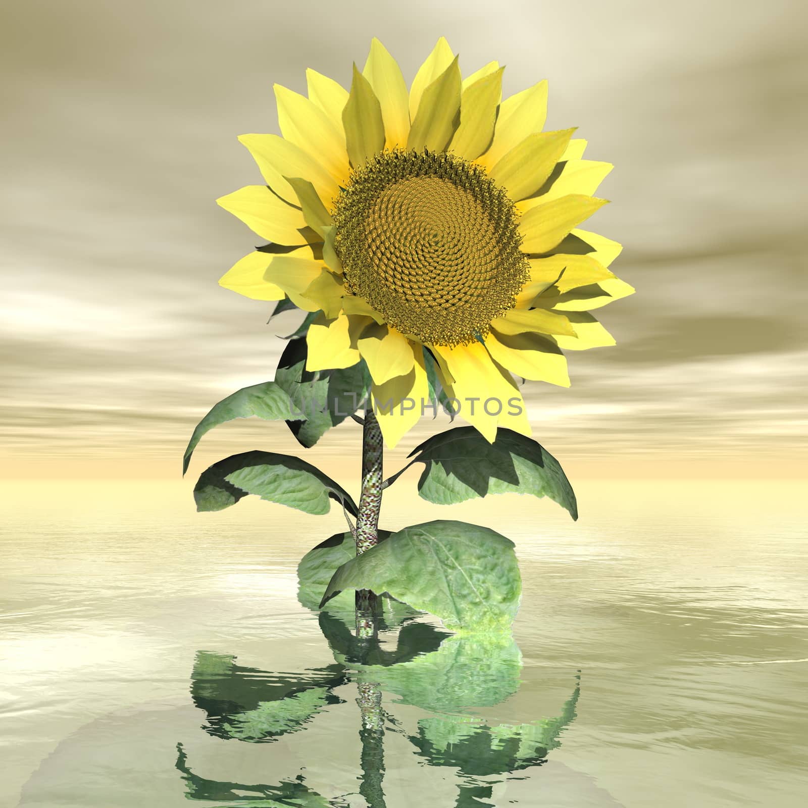 Beautiful yellow sunflower in sunset background sky - 3D render