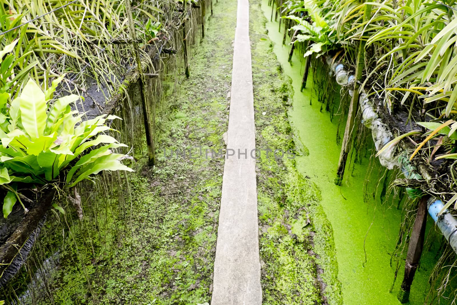 Walk way in orchid plantation