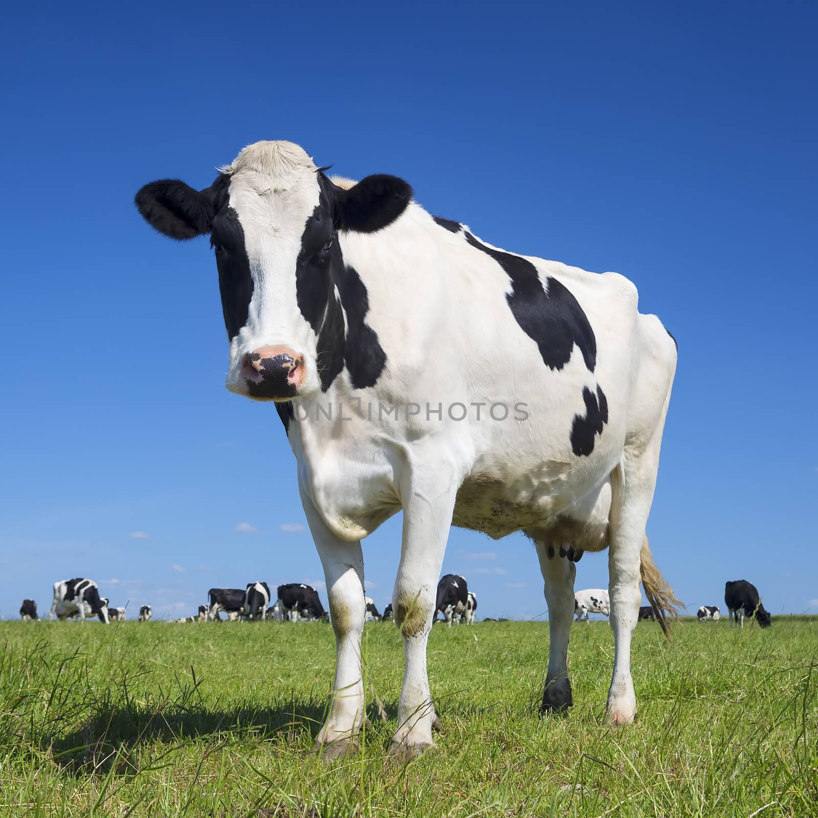 Portrait of black and white cow with blue sky