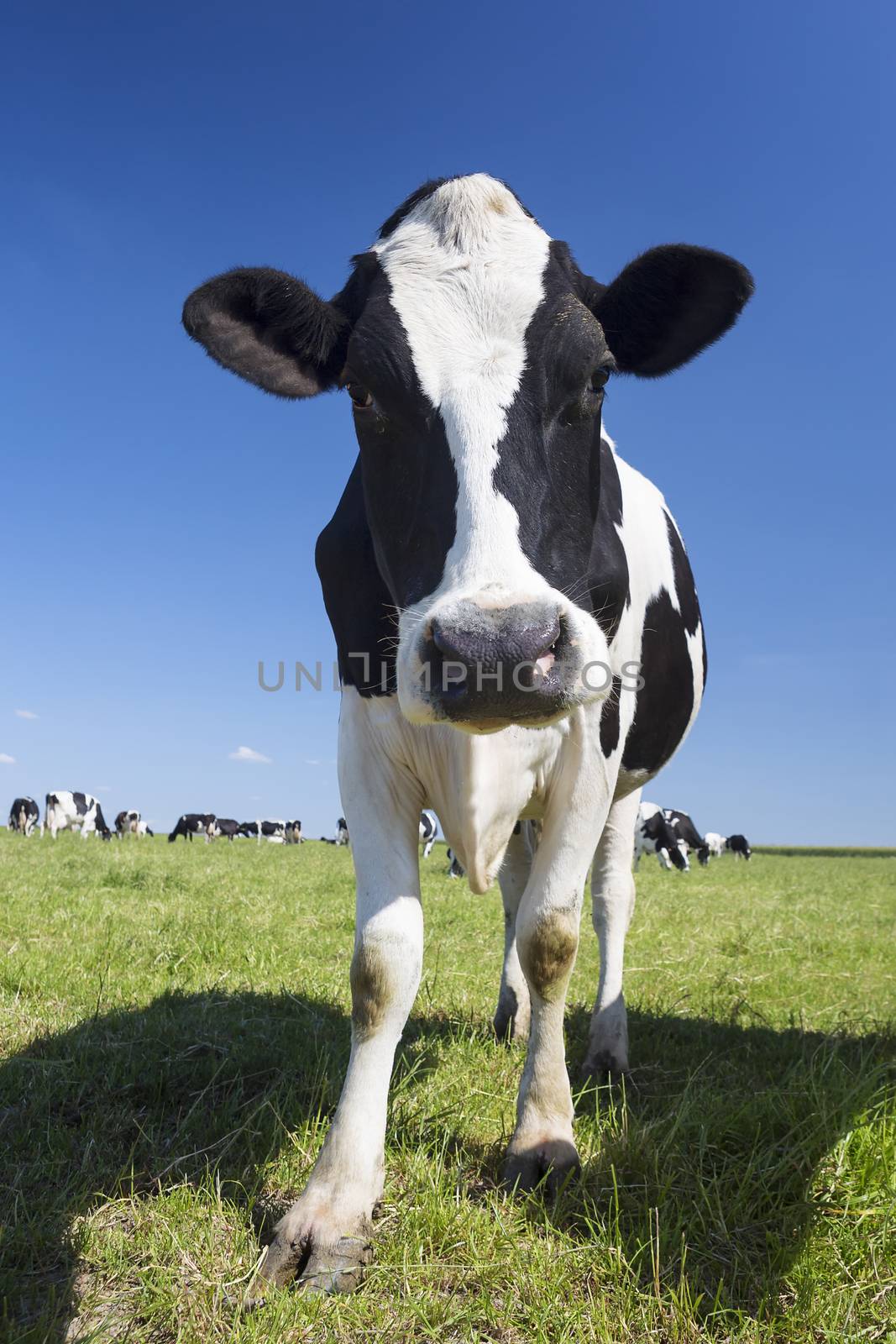 Portrait of black and white cow on green grass and blue sky