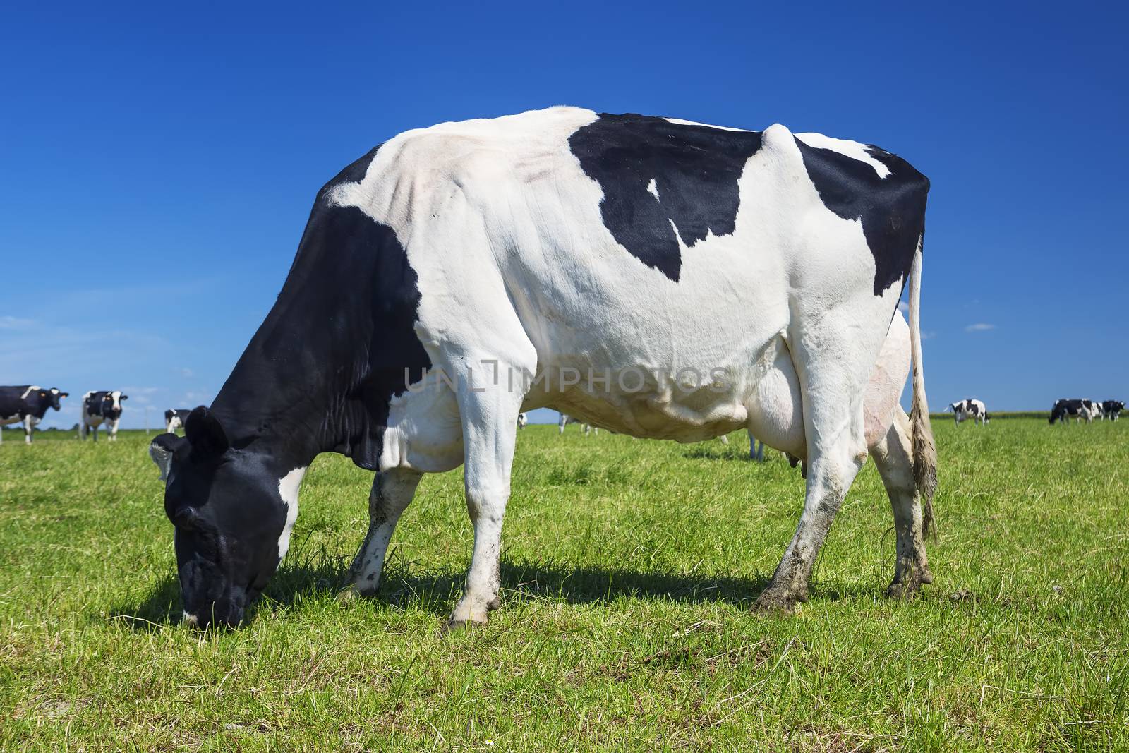 White and black cow grazing on a meadow