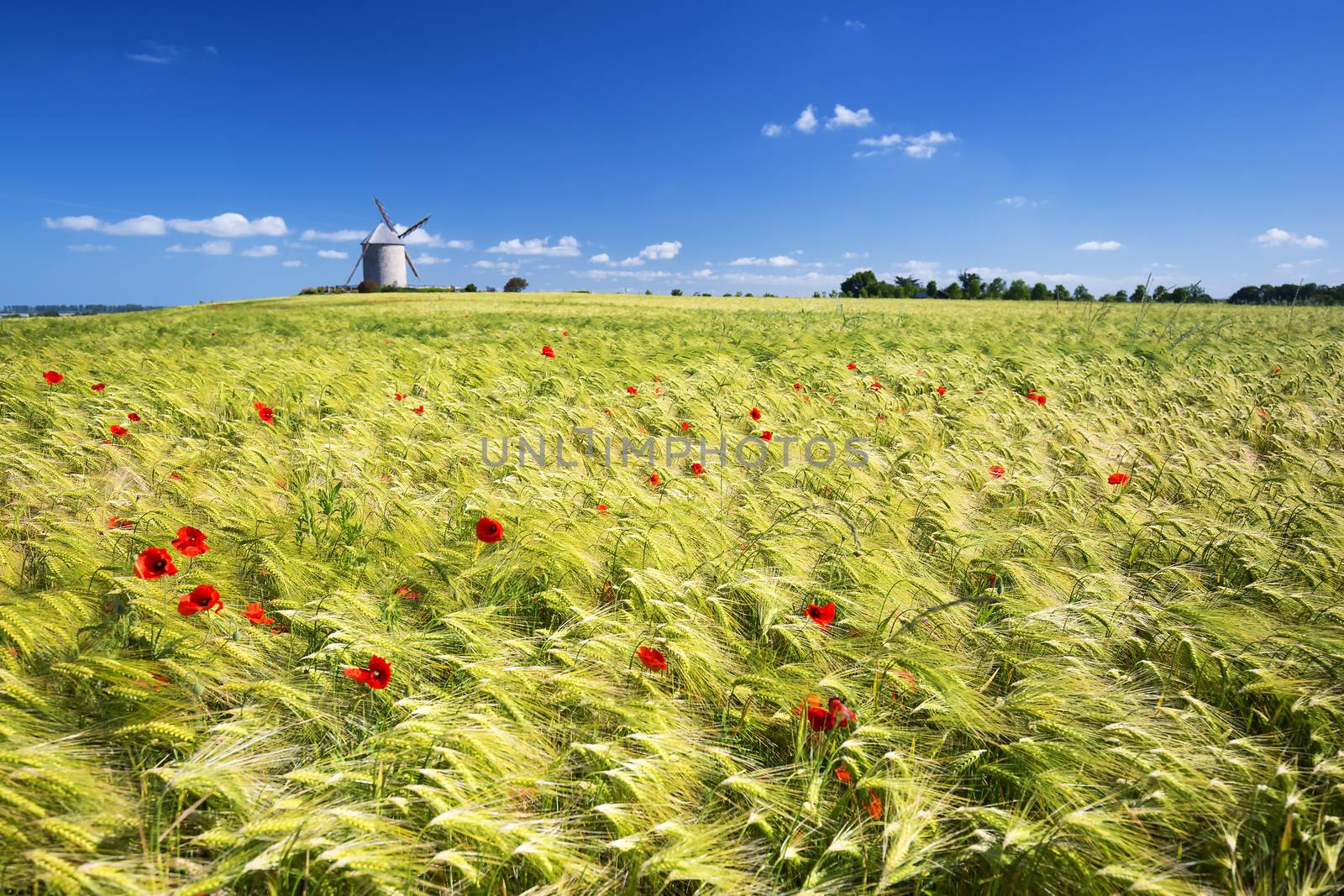 View of windmill and wheat field, France, Europe.