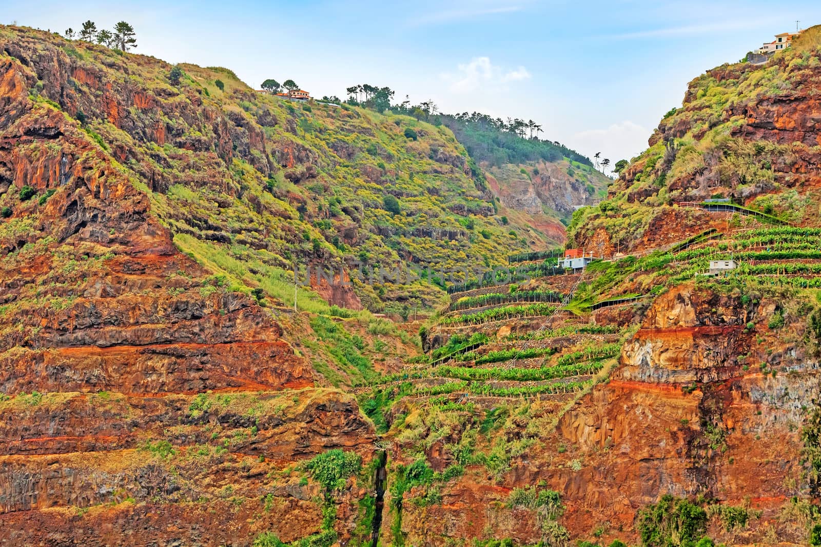 Colorful rocky cliff coast of Madeira with banana plantations by aldorado