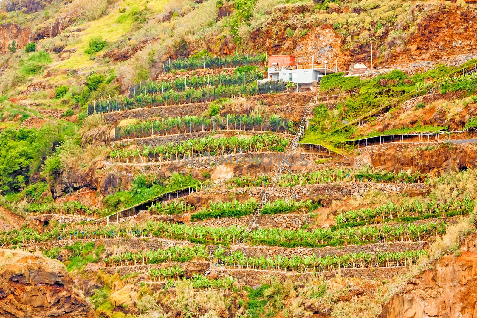 Colorful rocky cliff coast of Madeira with banana plantations by aldorado
