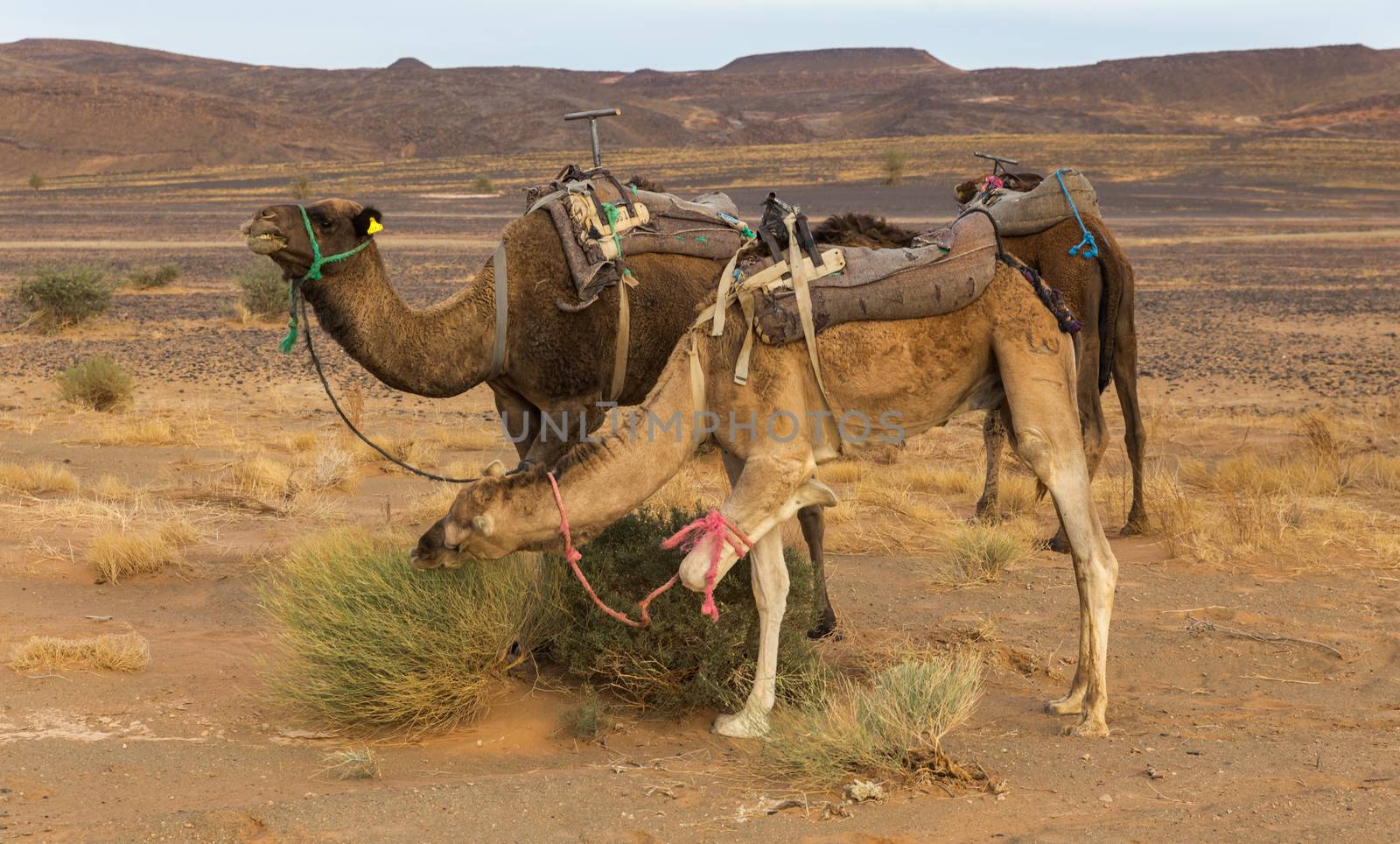 Camels eating the grass in Sahara desert, Morocco by Mieszko9