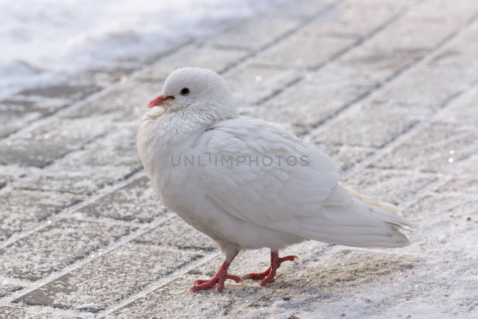 The photo depicts a white dove on the road