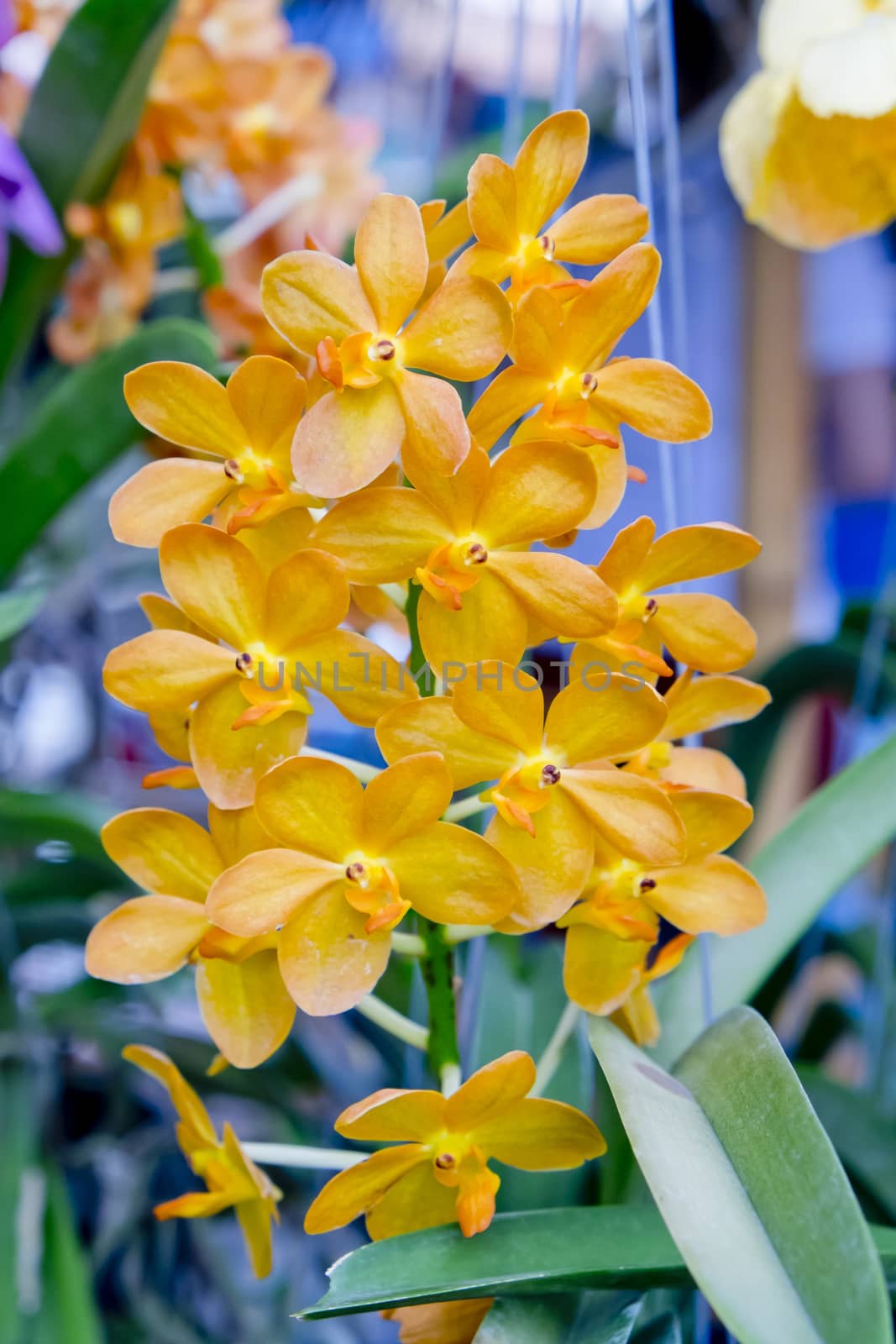 Yellow Orchid